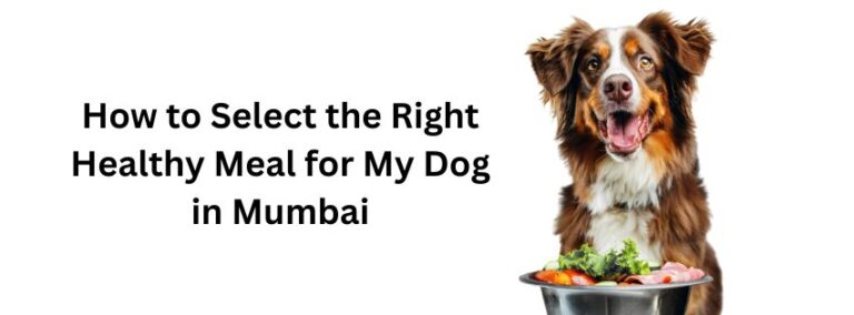 Read more about the article How to Select the Right Healthy Meal for My Dog in Mumbai
