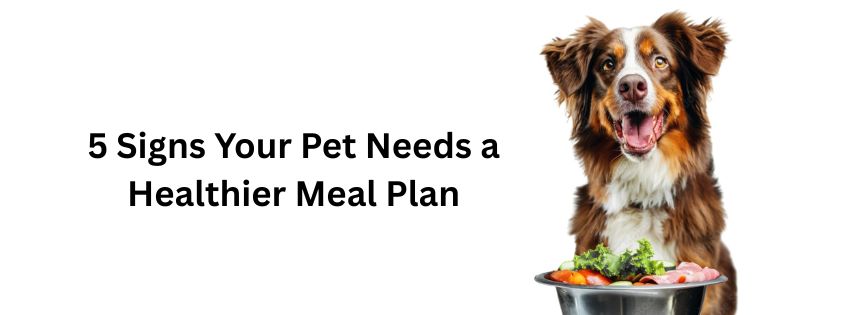 You are currently viewing 5 Signs Your Pet Needs a Healthier Meal Plan